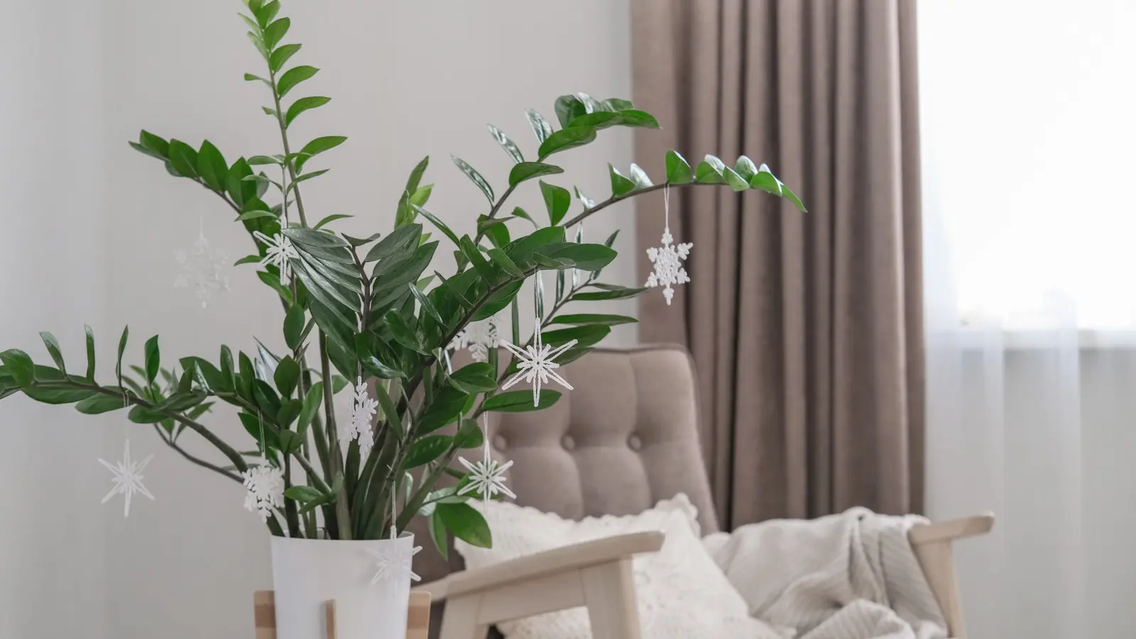 Vos zamioculcas jaunissent toujours en hiver ? Vous faites probablement la même erreur que la plupart. Vérifier