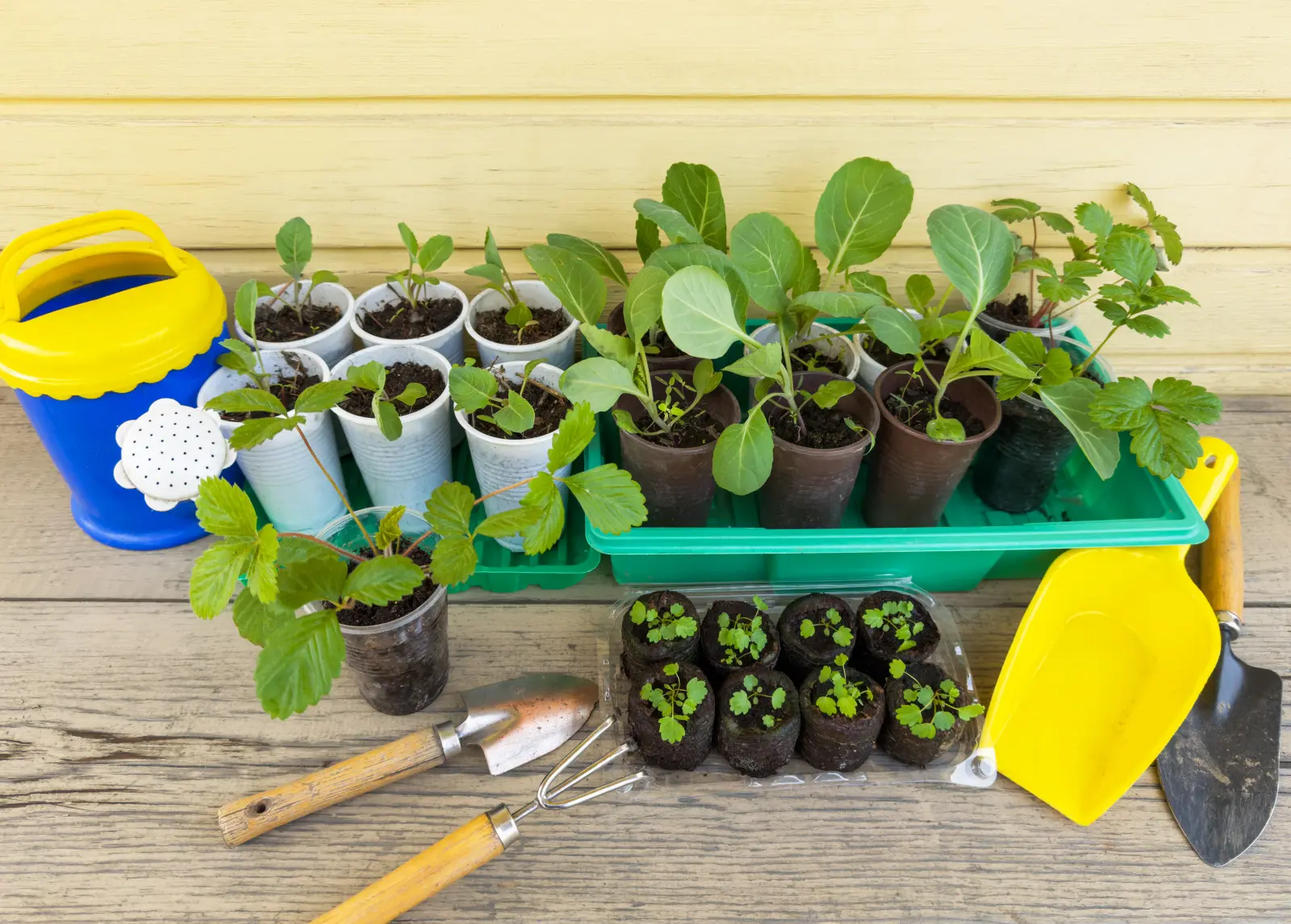 Voulez-vous avoir des légumes dodus à partir de graines ? Vérifiez quoi faire pour réussir