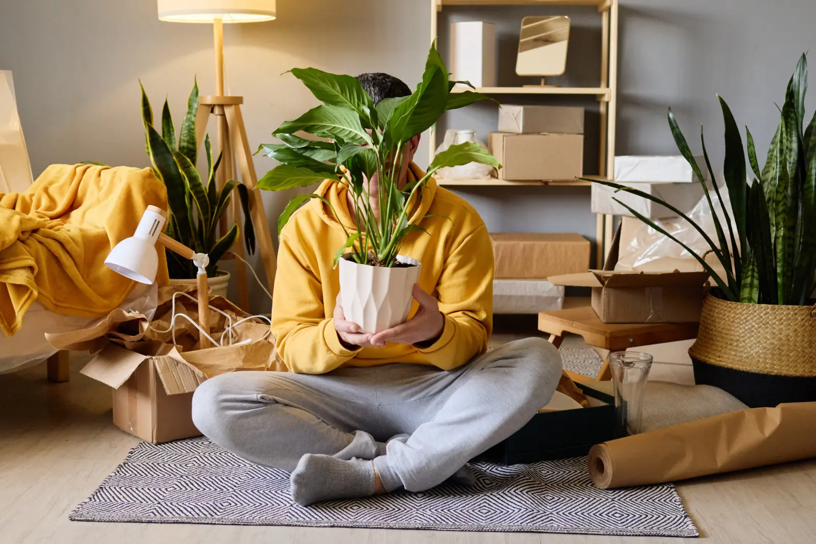 Zamioculcas sera offensé, monstera se cachera. Spathiphyllum est la fleur de 2026
