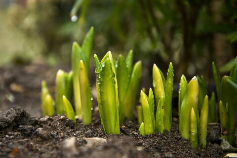 Tâches de jardinage au début du printemps : comment réveiller votre jardin de la bonne manière