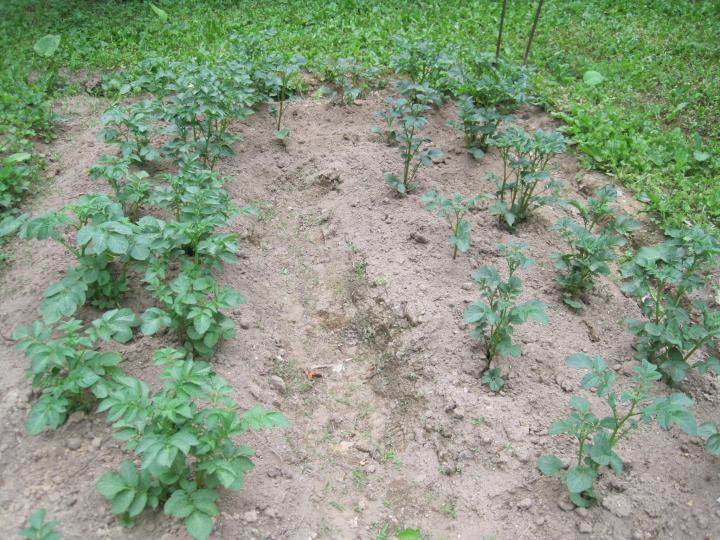 pommes de terre poussant dans un jardin