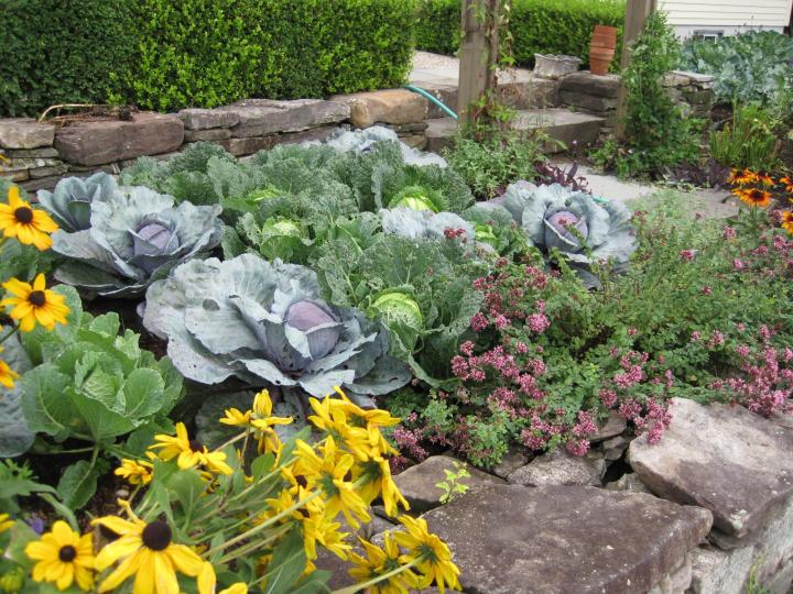 choux poussant dans un jardin