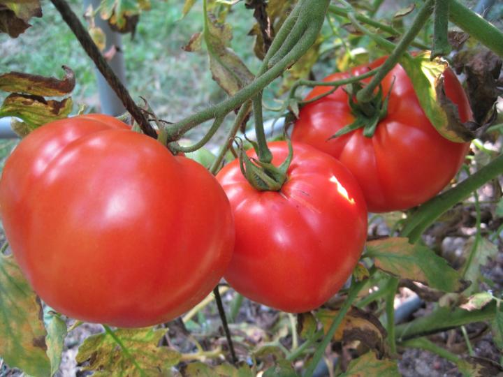Tomates