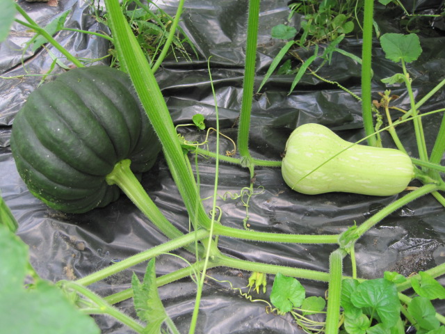 Tetsukabuto et courges musquées