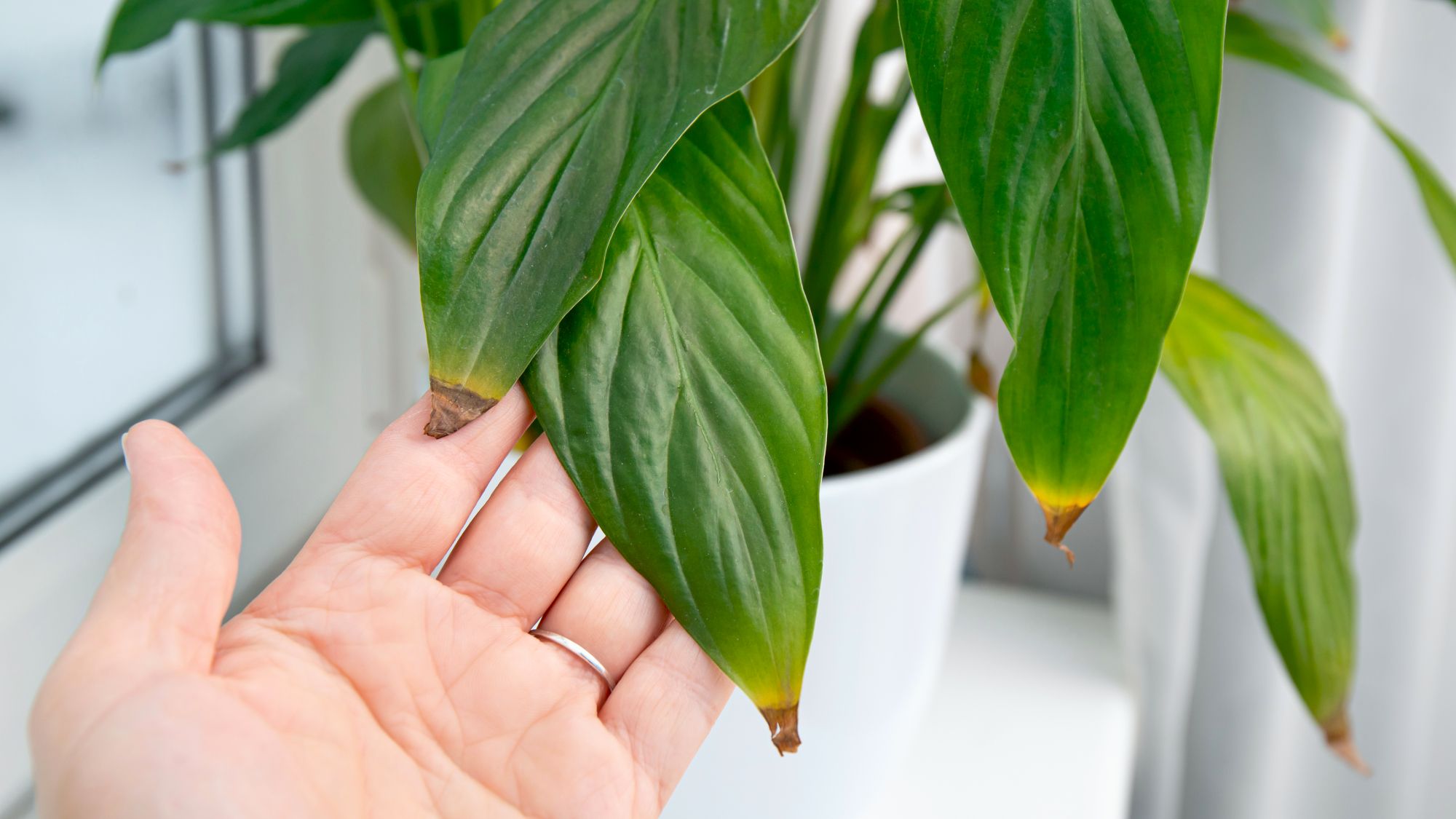 Pourquoi votre Peace Lily a des pointes brunes et comment y remédier