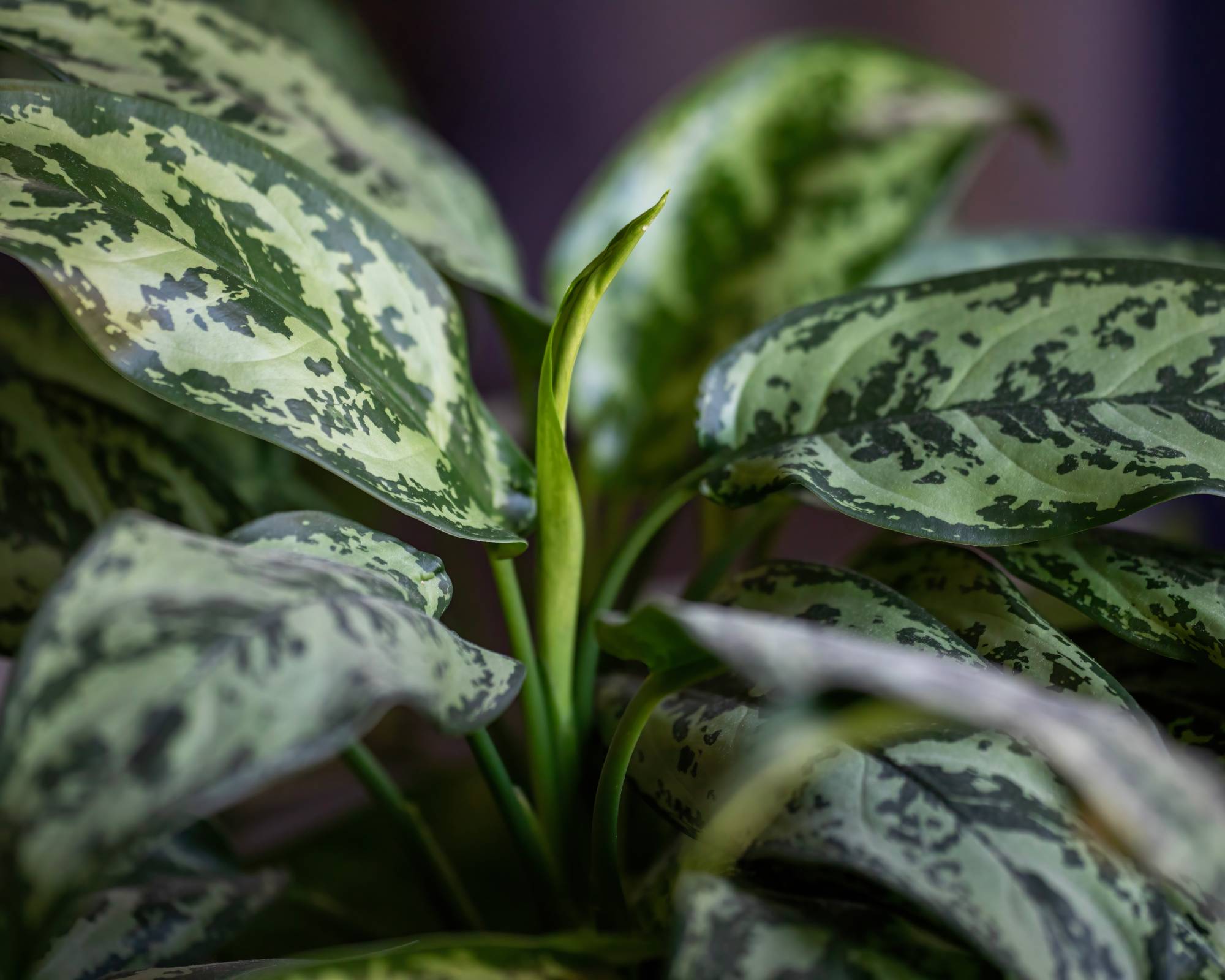 Nouvelle pousse de feuilles sur dieffenbachia