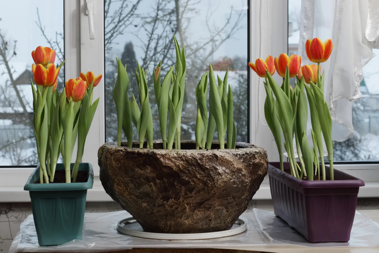 Comment tromper l’hiver et accélérer la nature ? Tout ce dont vous avez besoin sont des ampoules, un pot et un endroit frais