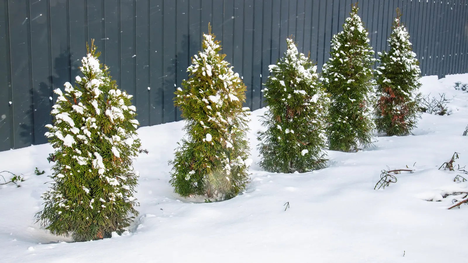 Faites-le en hiver avec des thuyas. Vous verrez les effets au printemps