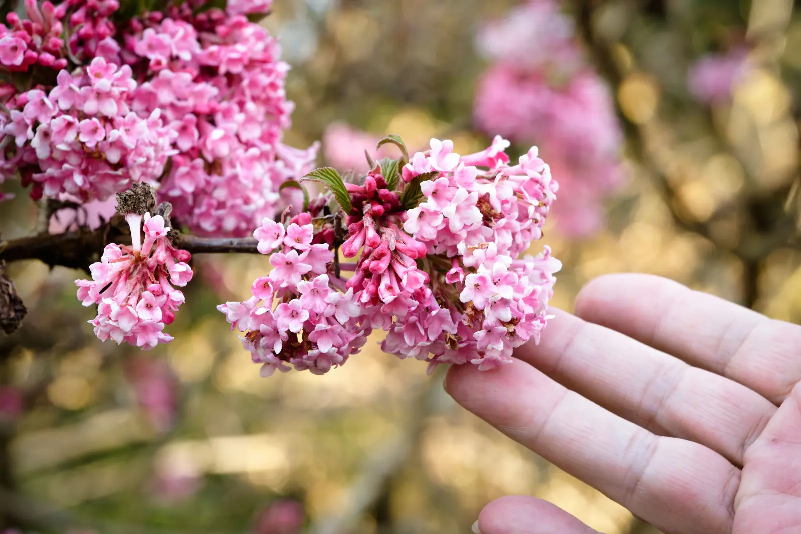 Il fleurit avant que la neige ne disparaisse. De quel genre de buisson s'agit-il ?