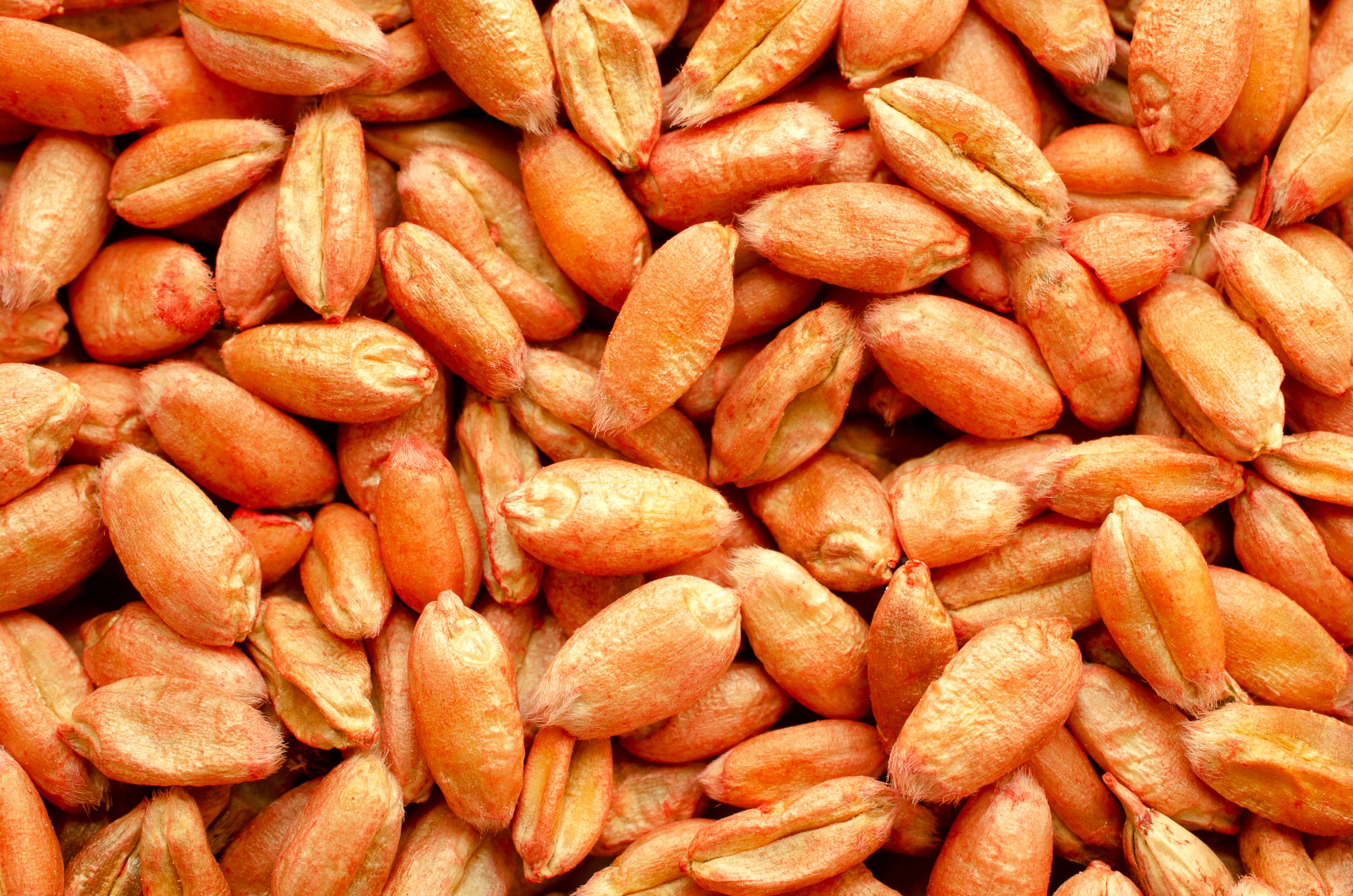 Ils germent plus vite et deviennent plus forts ! À quoi sert cette fine couche sur les graines ?