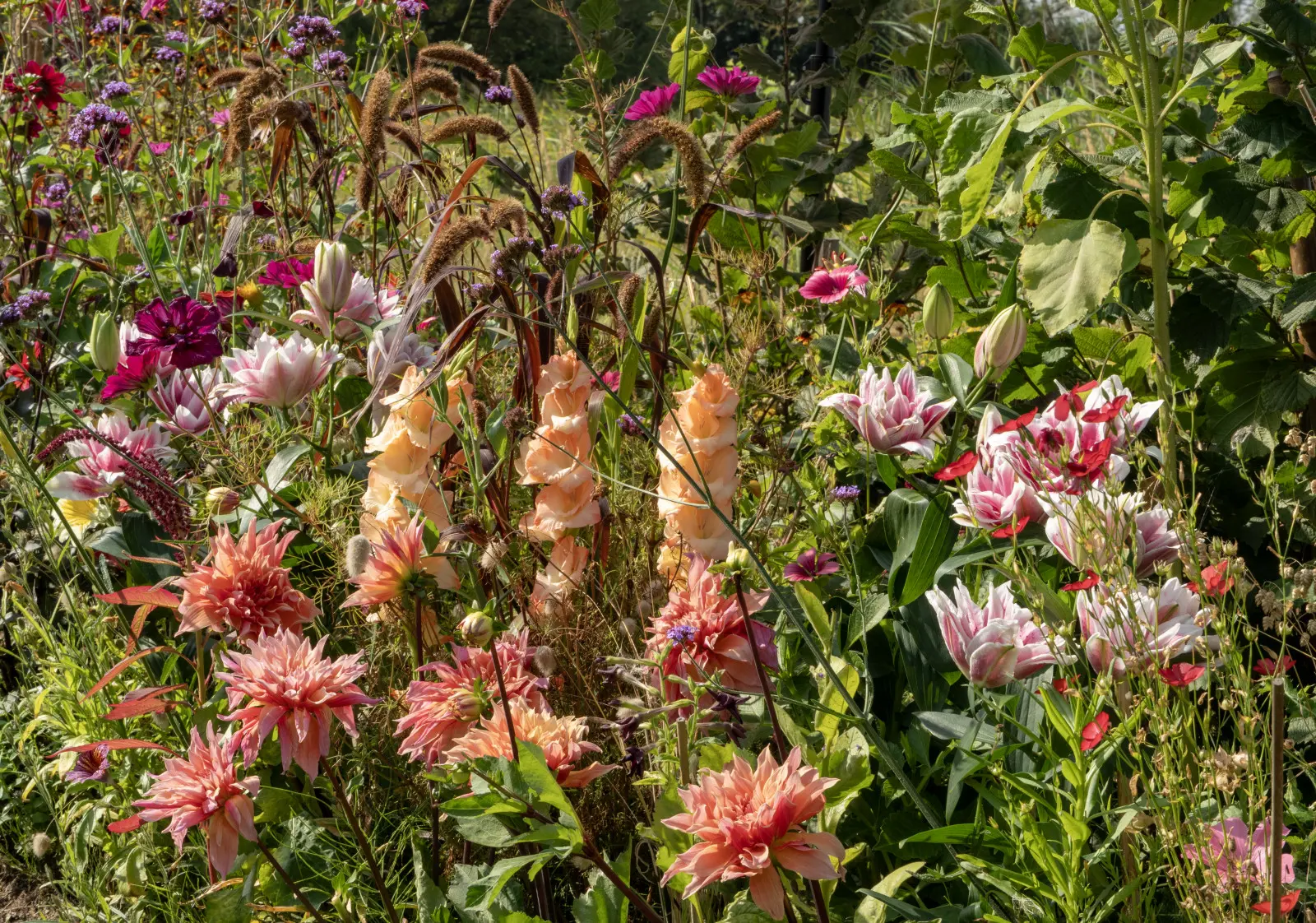 La plantation de bulbes est-elle indispensable au printemps ? Oui, si vous voulez que votre été soit vraiment fleuri