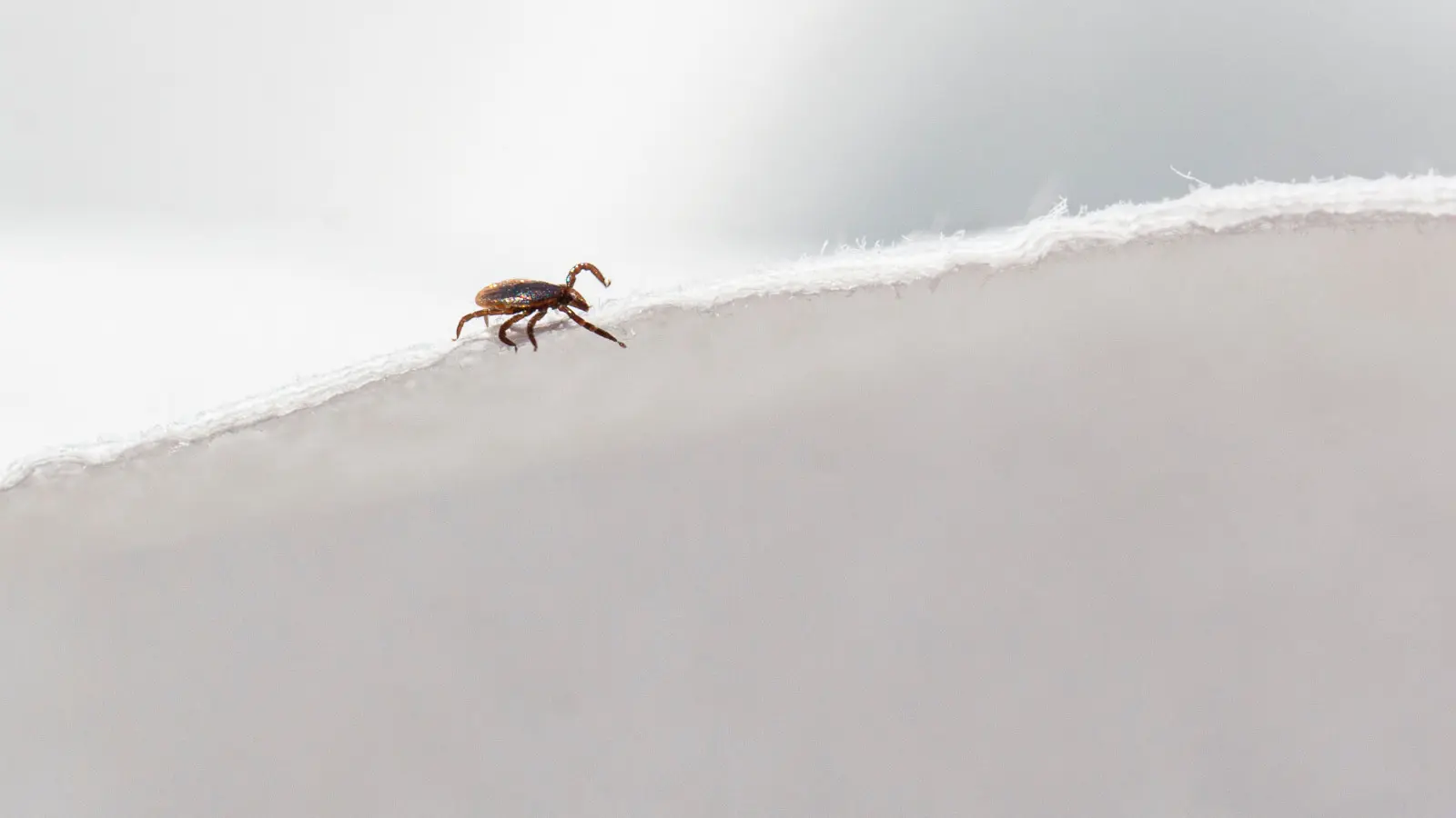 Ne comptez pas sur le gel : les moustiques et les tiques pourraient revenir en force au printemps