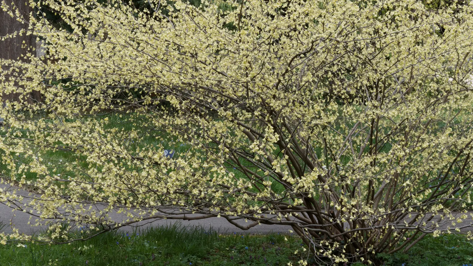 Noisetier commun (Corylopsis pauciflora) - description, apparence, exigences, culture et soins