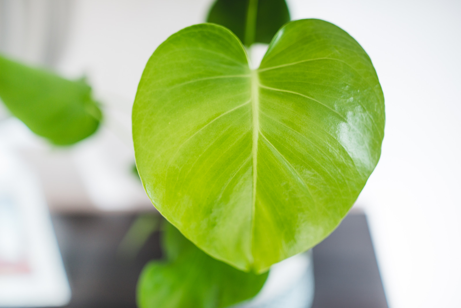 Pas de trous ? La solution est aussi simple que de déplacer un pot de fleur