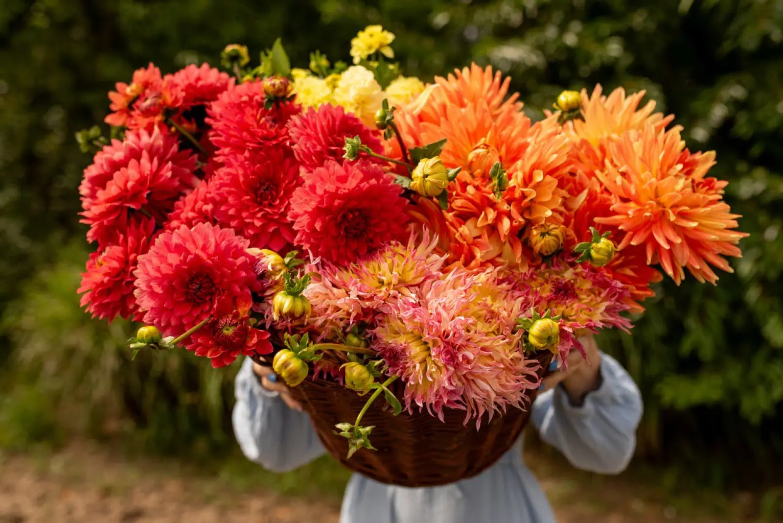 Voici 30 raisons de tomber amoureux des dahlias en 2026