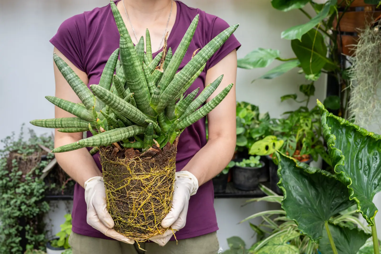 Votre plante stagne ? Peut-être que ses propres racines l'étouffent
