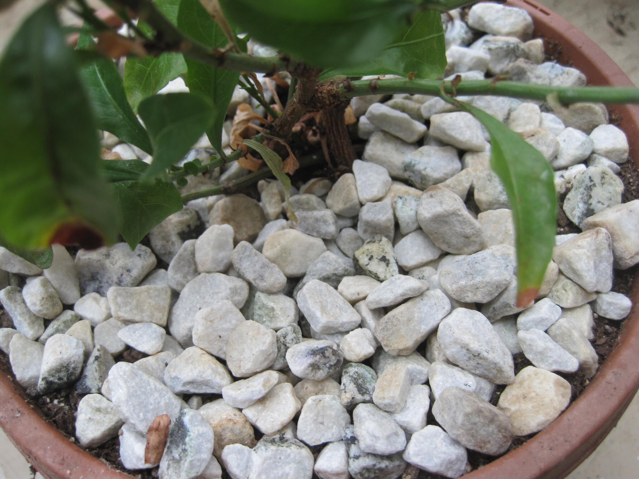Pot de fleurs avec petits rochers protégeant le sol