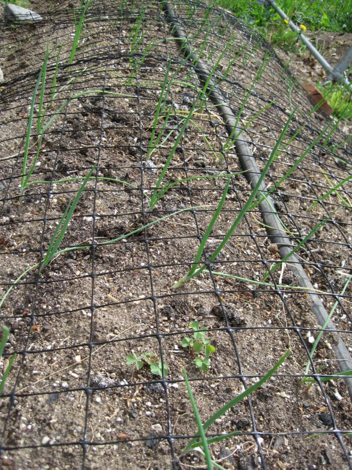 grillage pour protéger un jardin contre les chats