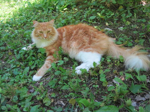 5 façons naturelles de garder les chats hors de votre jardin sans leur faire de mal