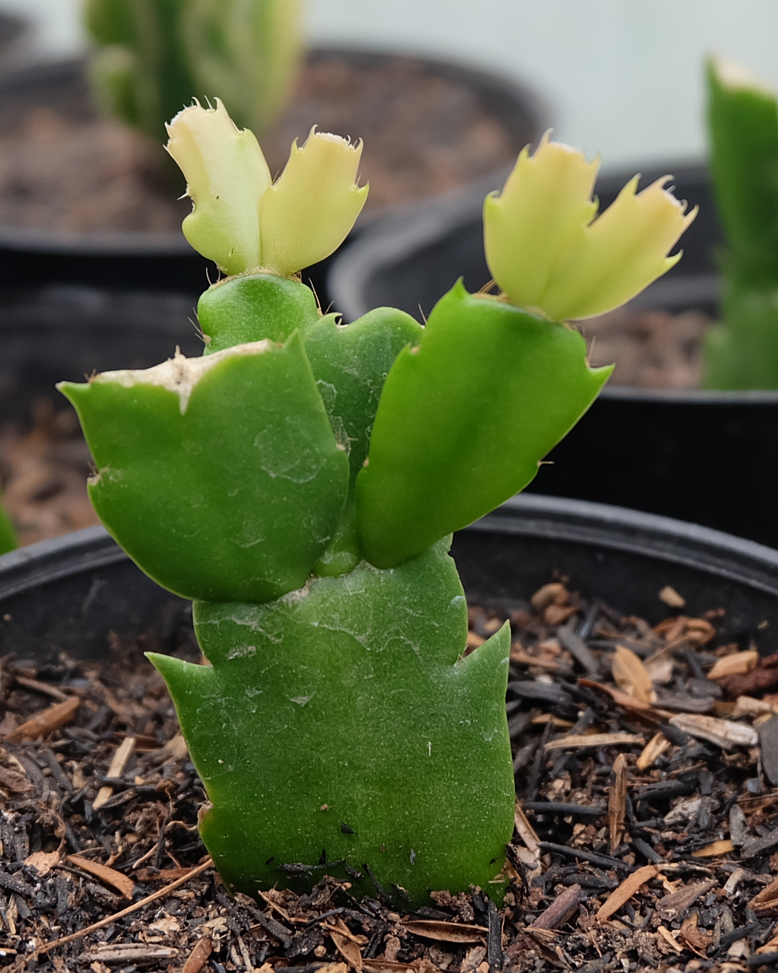 nouvelle croissance sur la coupe de cactus de Noël