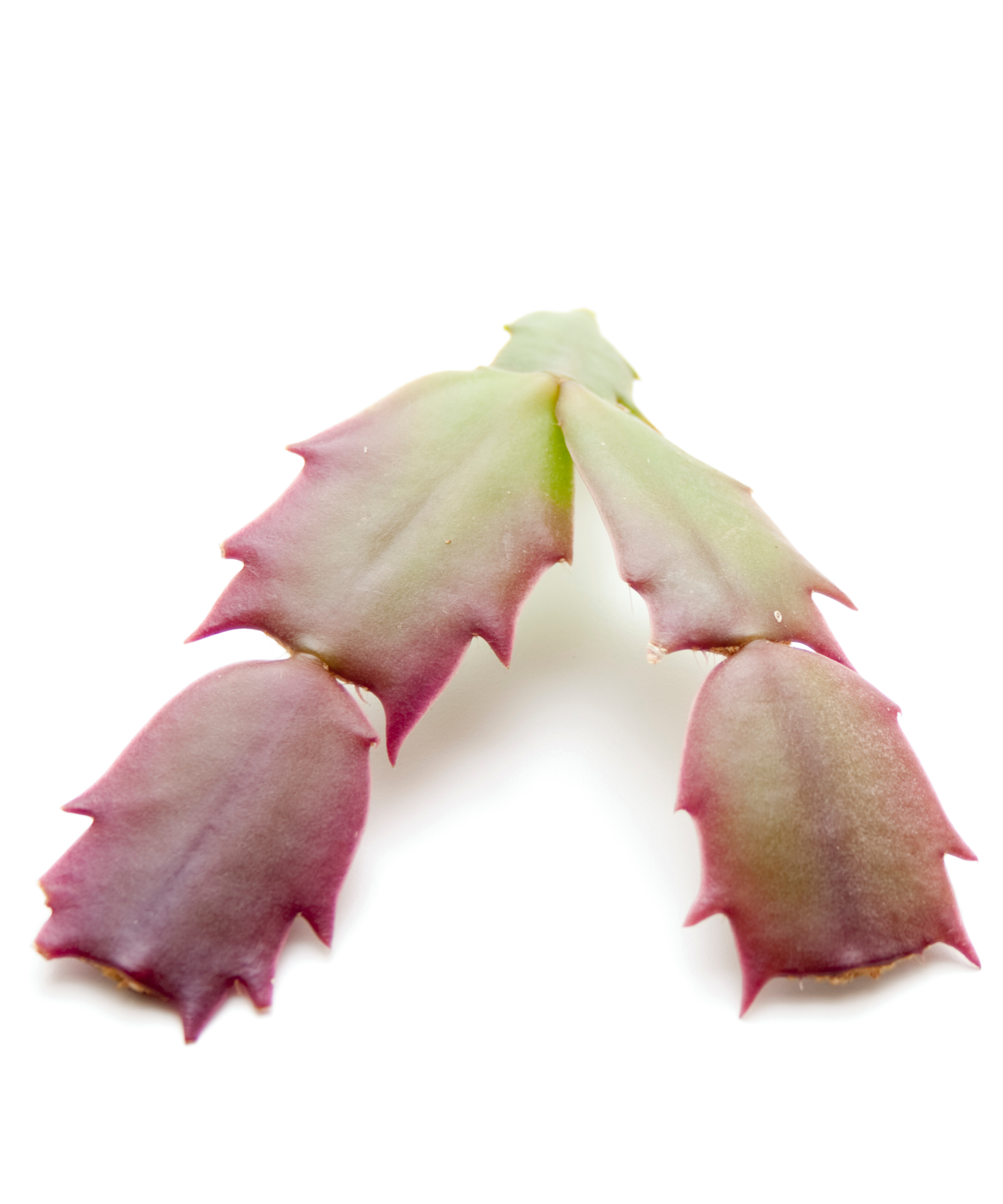 segment de cactus de Noël prêt à être propagé