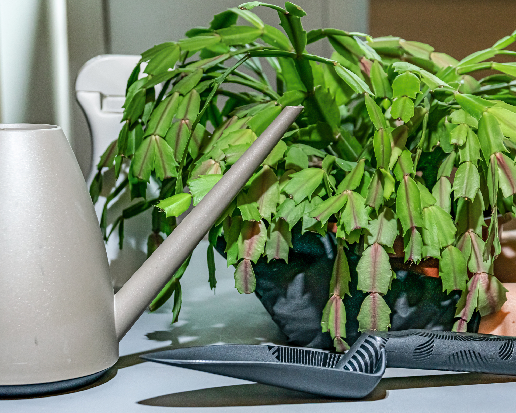 arrosoir à côté de la plante de cactus de Noël