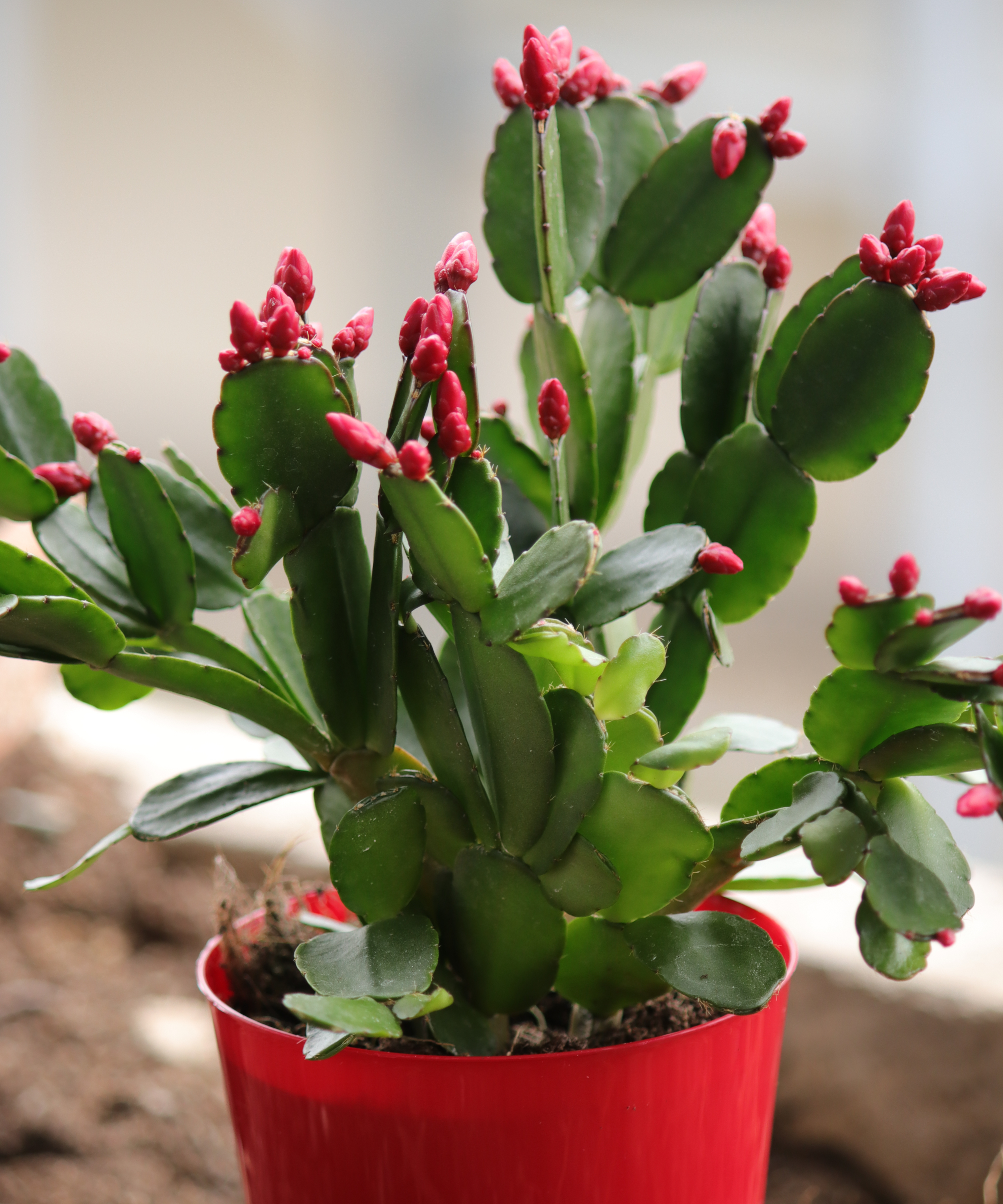cactus de Noël avec des boutons floraux en fleurs