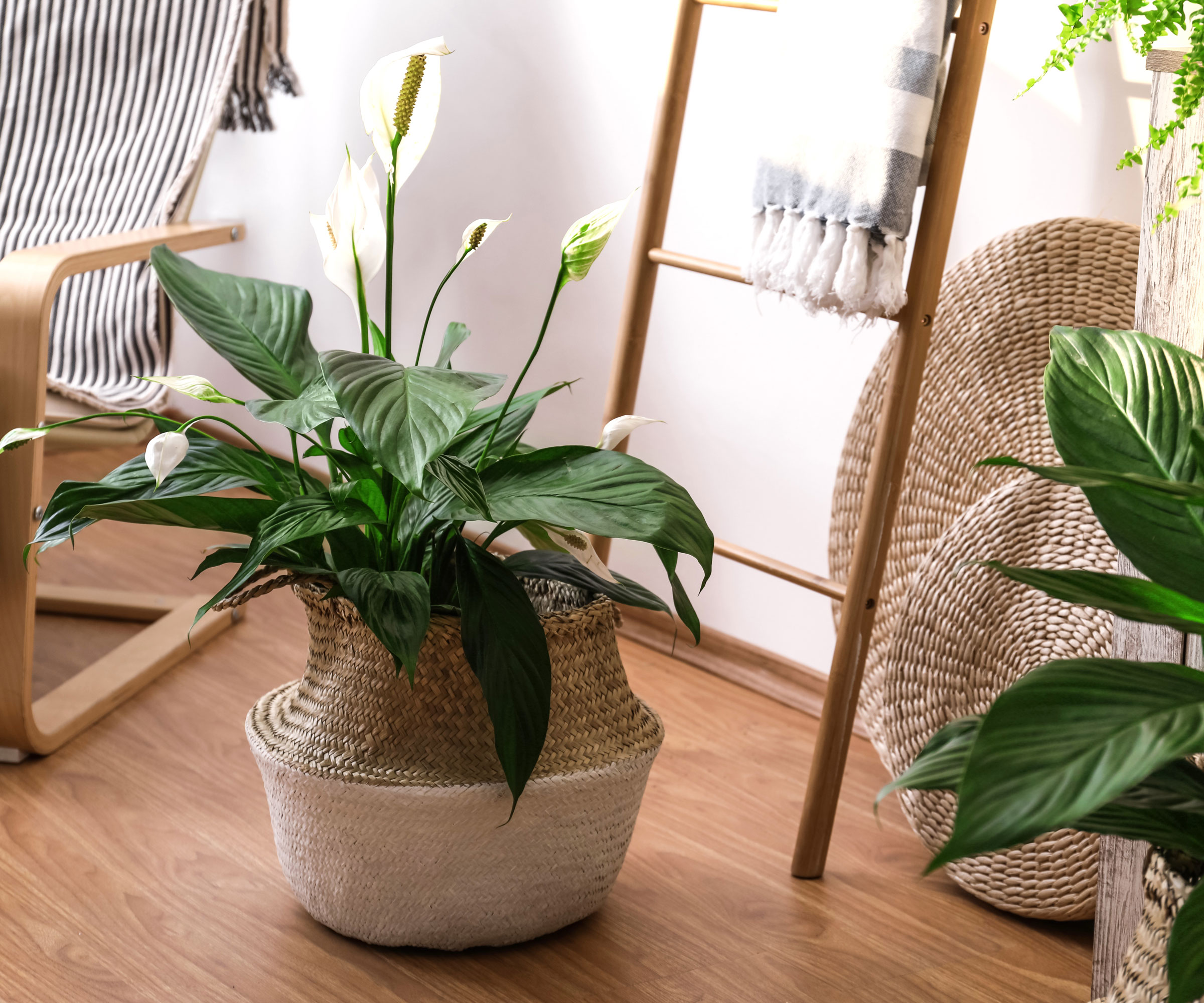 grand lis de la paix dans un pot en osier avec des fleurs blanches dans le salon