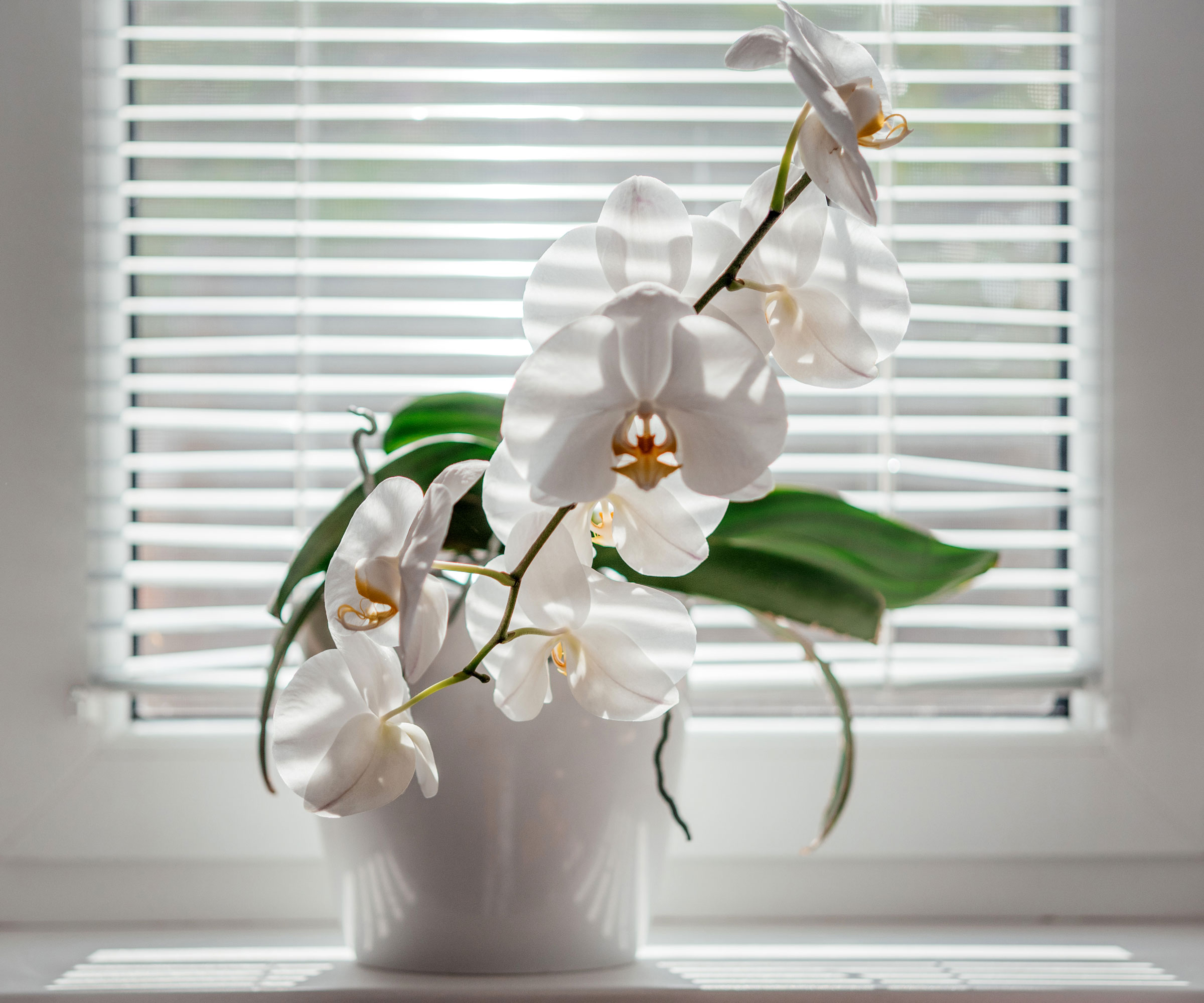 plante d'orchidée placée sur le rebord de la fenêtre près de la lumière