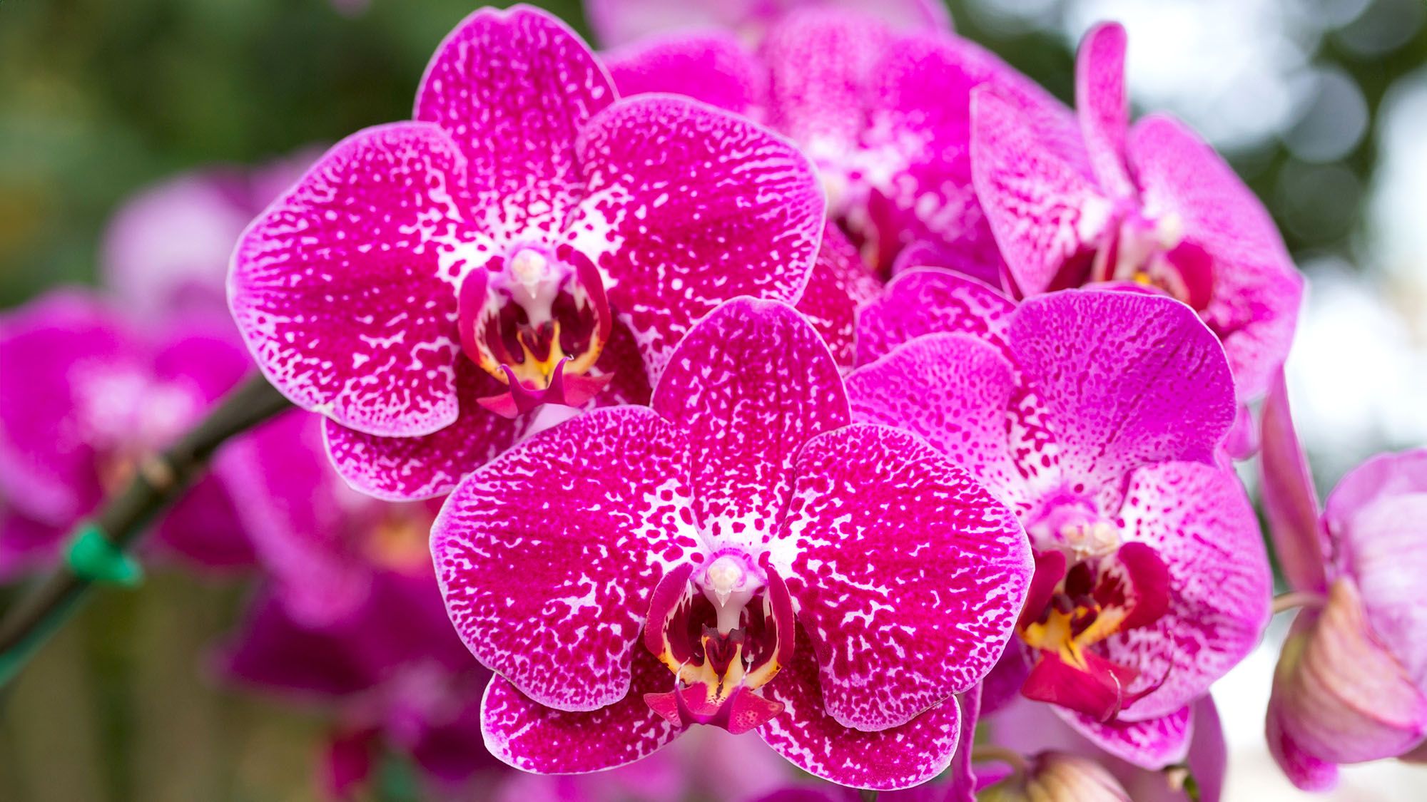 Ce dont votre orchidée a besoin en mars pour déclencher la refloration