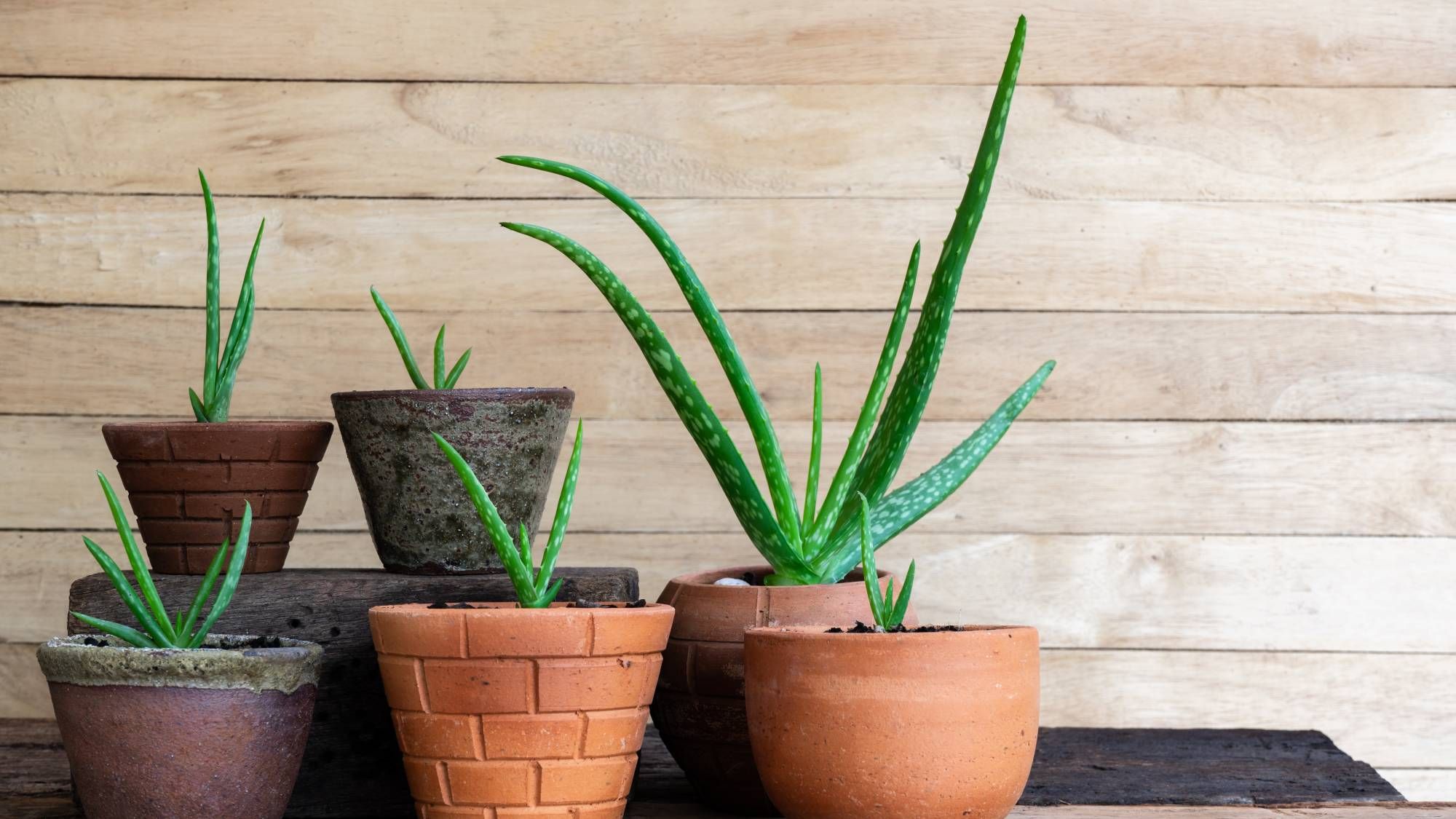 Comment propager l'Aloe Vera : c'est plus facile que vous ne le pensez