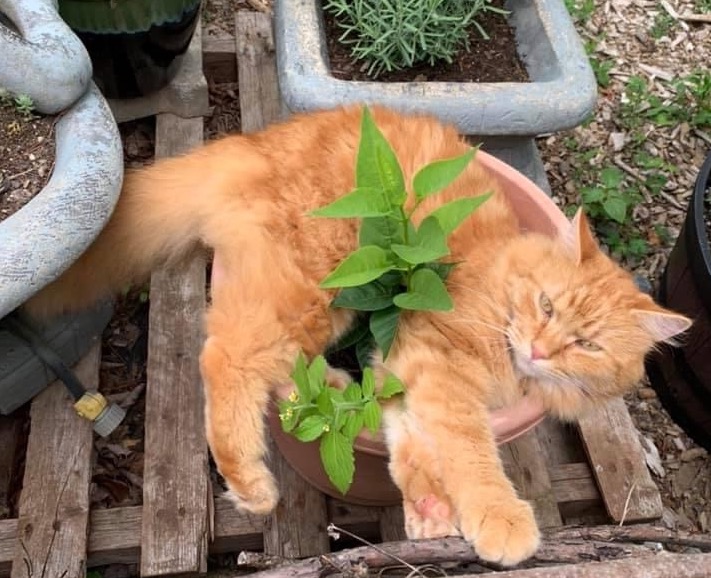 Chat orange couché dans un pot de plantes