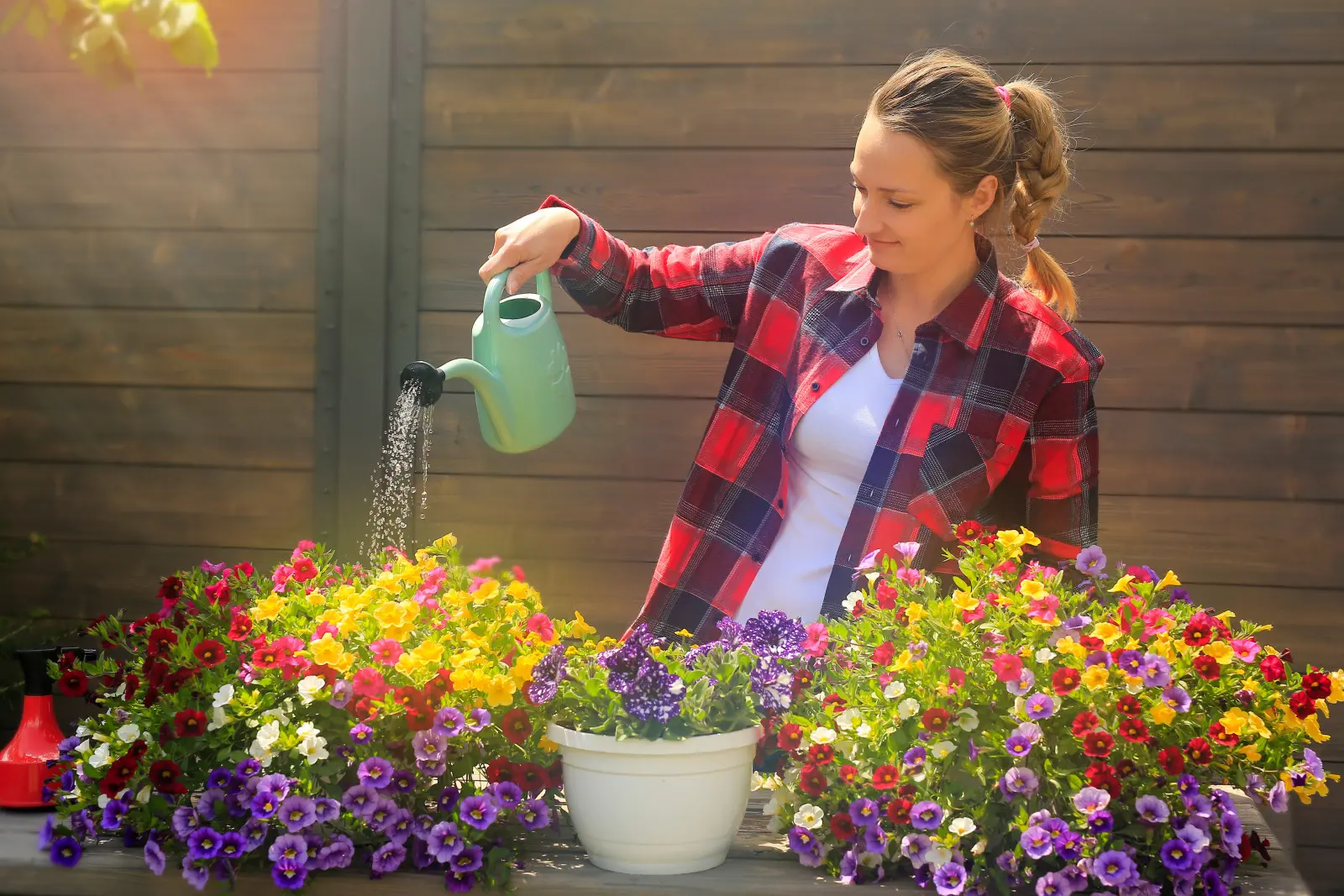 Calibrachoa – qu’est-ce qu’il aime et comment en prendre soin ? Il fleurira comme un fou si vous remplissez ces conditions