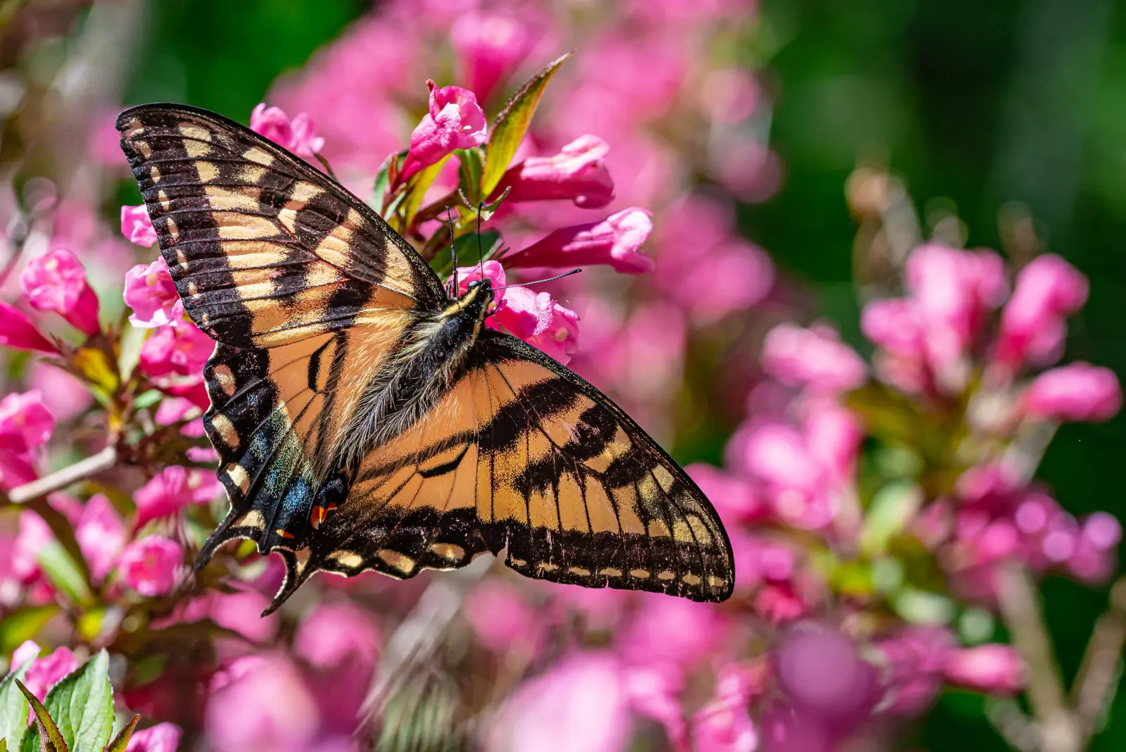 Ce n'est pas un buddleia, mais il attire les papillons comme un aimant. Et il fleurit deux fois