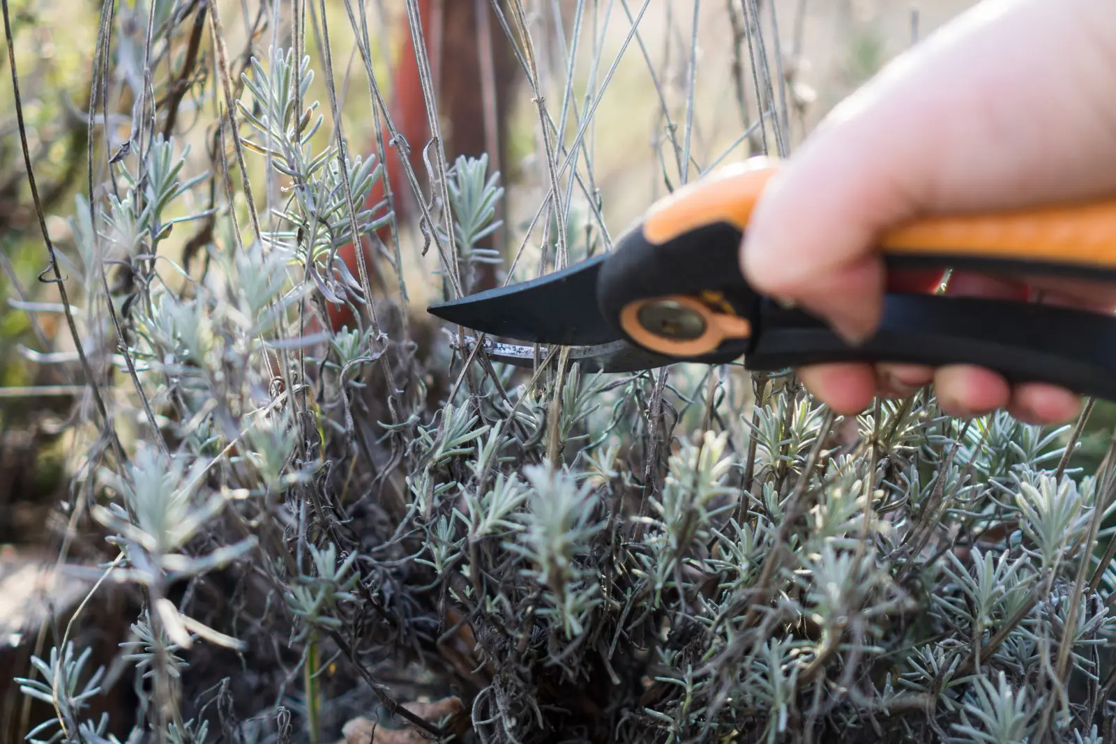 Comment et quand tailler la lavande au printemps pour qu’elle fleurisse magnifiquement en été ?