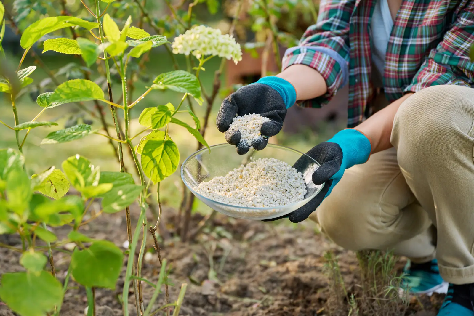 De nombreux jardiniers font cette erreur au printemps. Quand commencer à fertiliser les hortensias après l’hiver ?