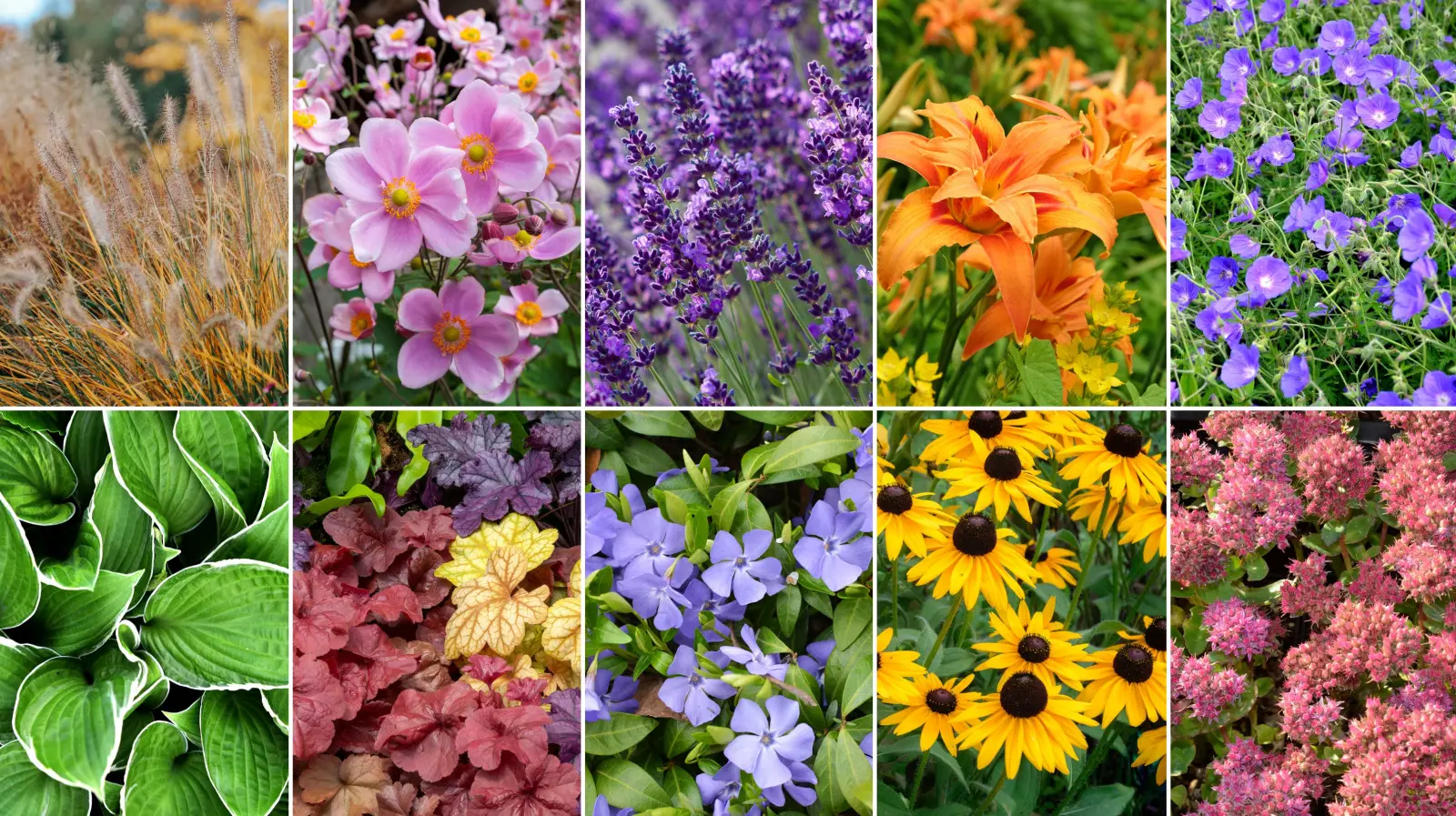 Fatigué de planter chaque année ? Plantez ces plantes vivaces une fois et vous aurez l'esprit tranquille pendant des années