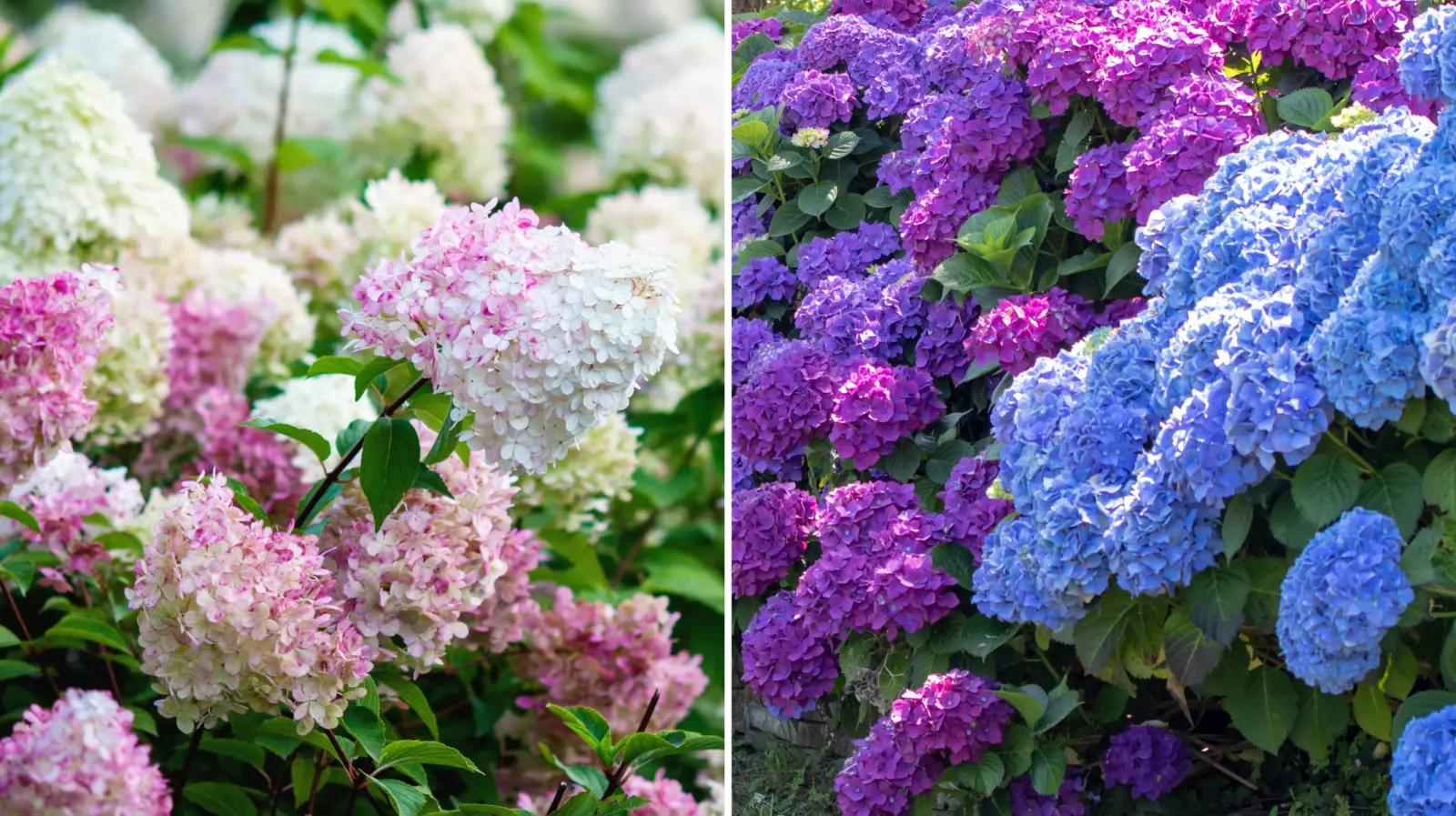 Hortensia dans le jardin – jardin ou bouquet ? Cette différence change la façon dont vous vous souciez