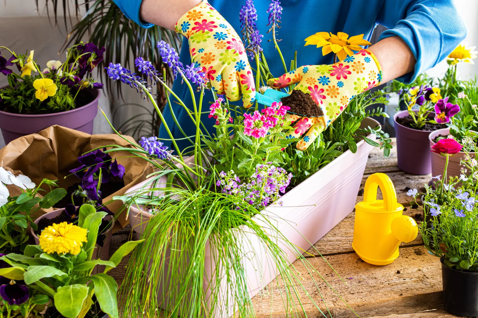 Ils n'ont pas peur des nuits froides. Quelles fleurs est-il préférable de planter sur le balcon en mars ?