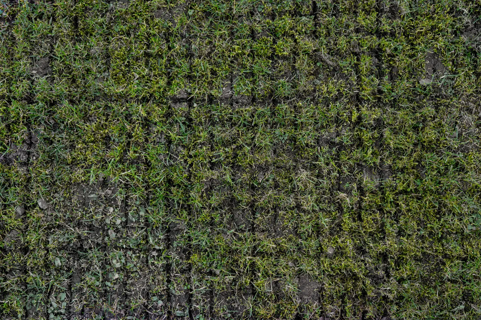 L'ordre compte ! Aérer et scarifier la pelouse étape par étape