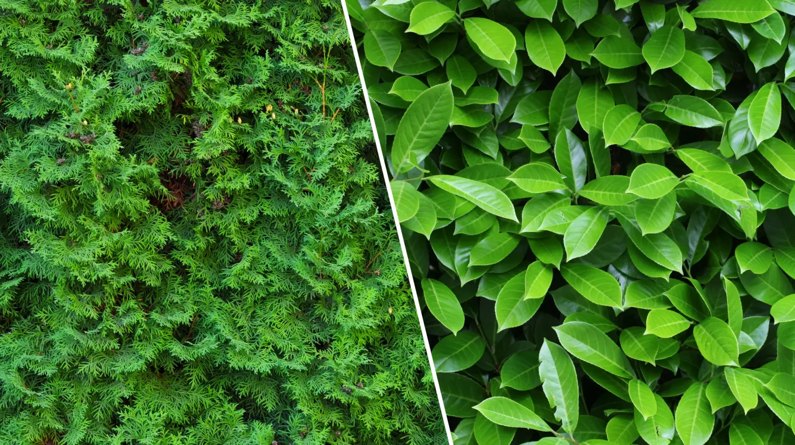 La mode des cerises de laurier a remplacé les thuyas. Cependant, de nombreux jardins ont connu des problèmes