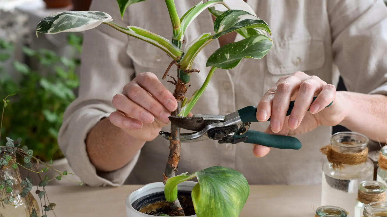 La plante devient-elle longue et clairsemée ? Vous pouvez "rafraichir" votre philodendron si facilement