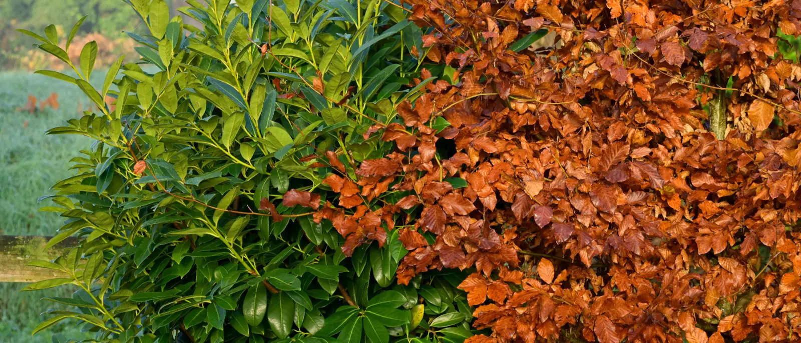 Le laurier-cerise a-t-il l'air mort après l'hiver ? Vérifiez les pousses avant de les déterrer
