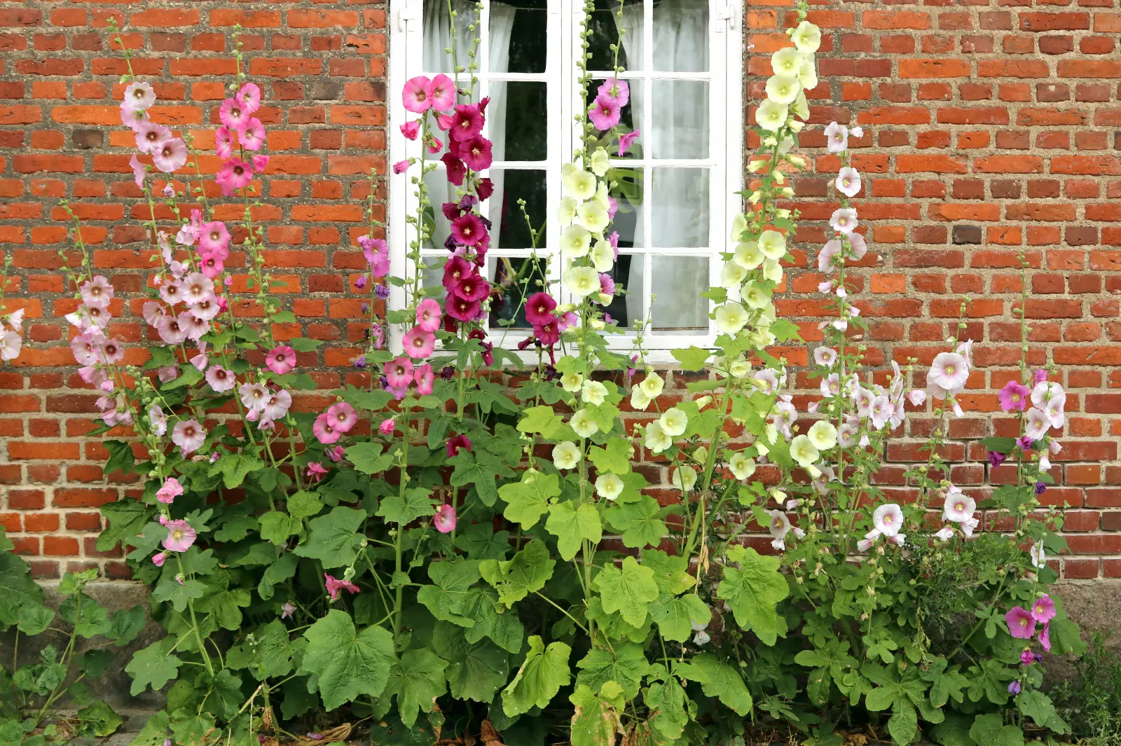 Le retour de la reine des jardins de grand-mère ! Aurez-vous le temps de le semer cette saison ?