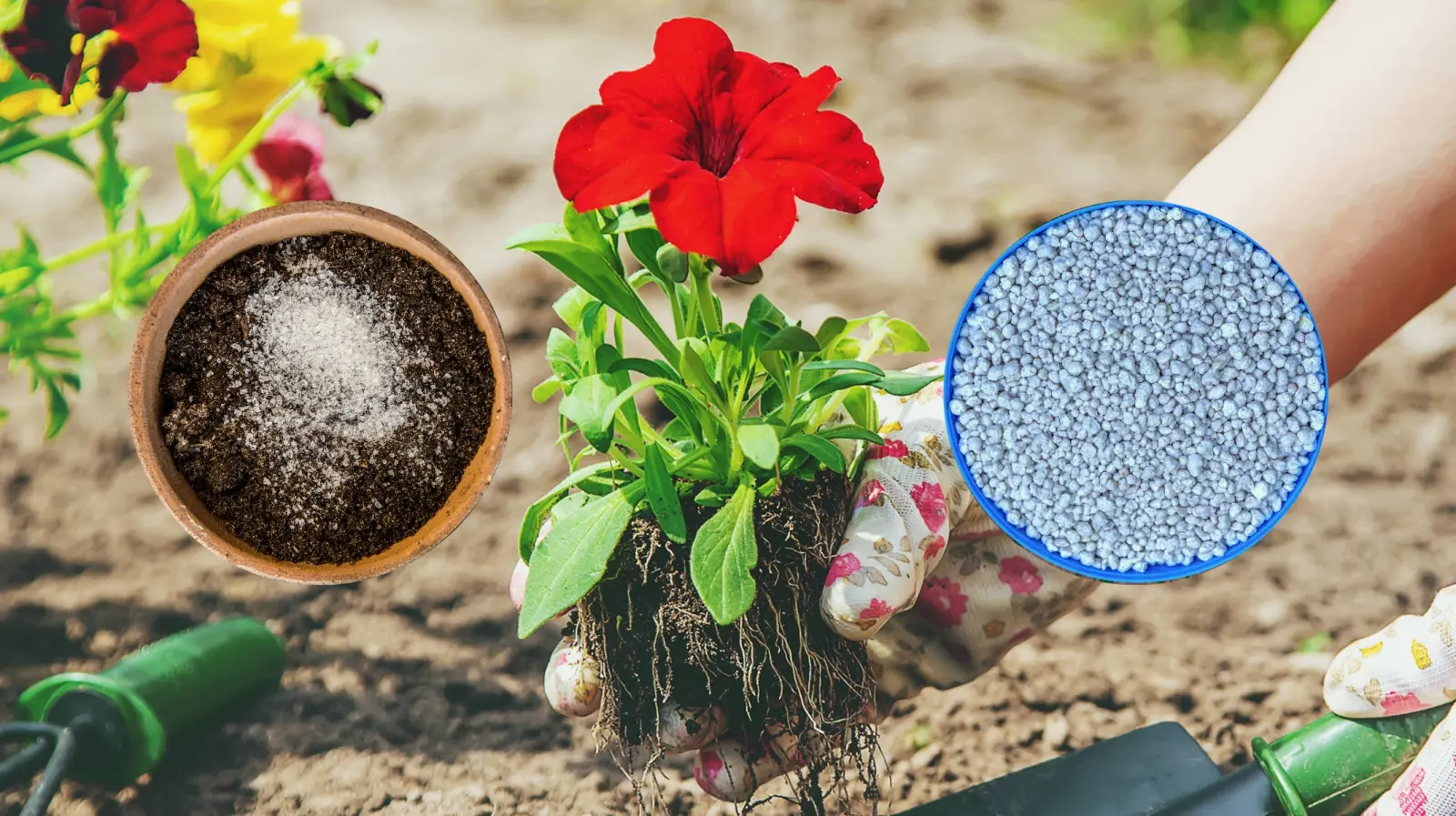 Les pensées pousseront comme des folles. Ajoutez simplement ces 2 choses au sol