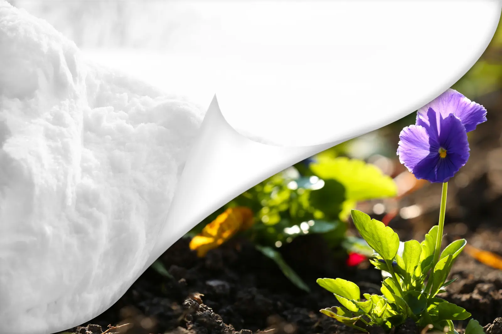 Les pensées survivront-elles aux gelées du printemps ? Découvrez comment les protéger contre eux