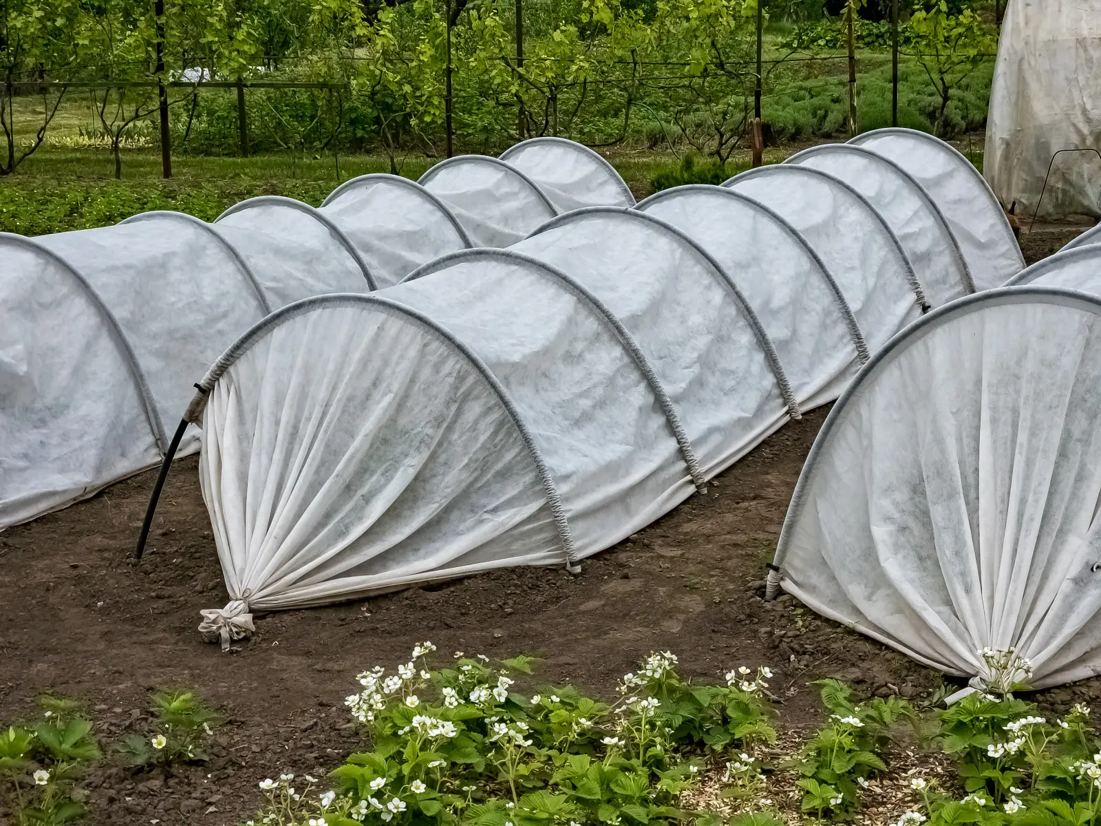 Mars sous serre. Que semer et planter pour profiter rapidement de la récolte ?