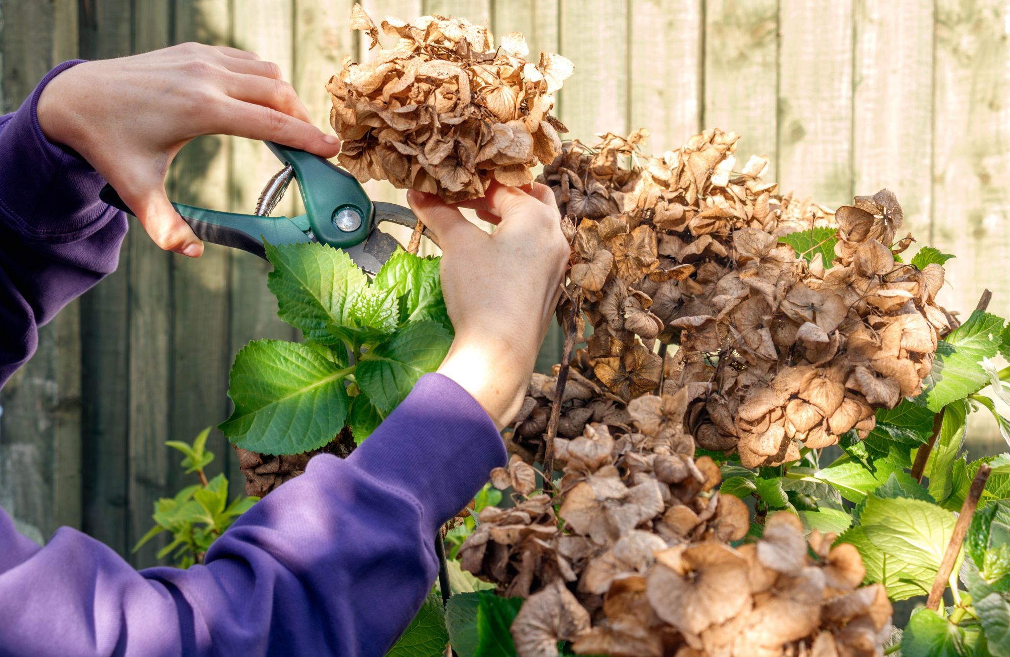 Pourquoi les jardiniers les plus sages ne taillent que ces 3 jours de mars