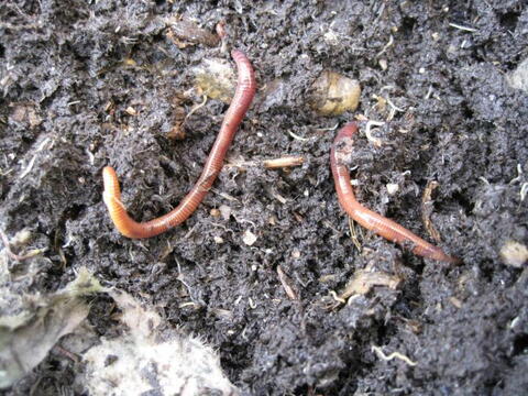 Qu’est-ce que le lombricompostage ? | Almanach.com