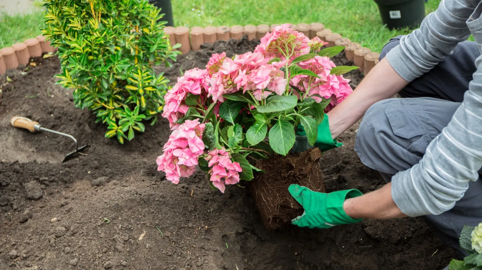 Votre sol est-il adapté aux hortensias ? Un test simple et des conseils précis